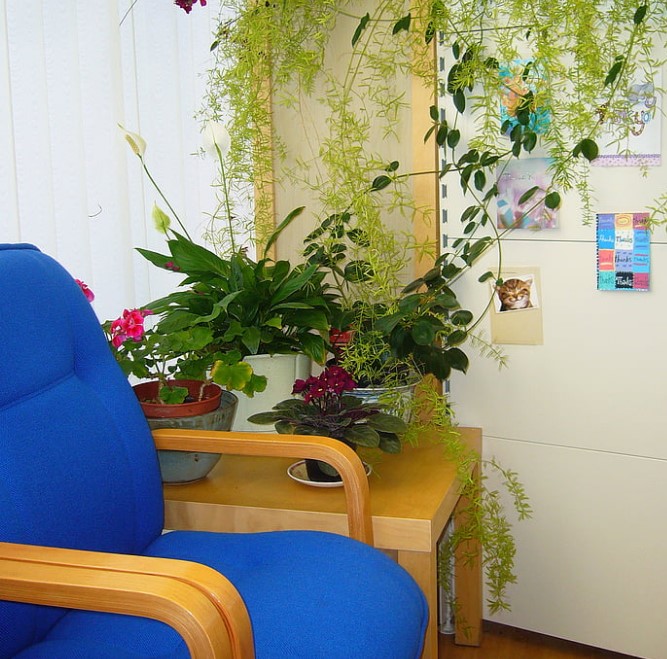 Plante d’intérieur pour la maison