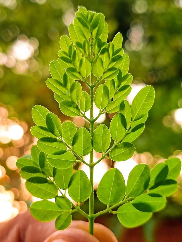 Quand la nature s’engage à nous faire sentir bien